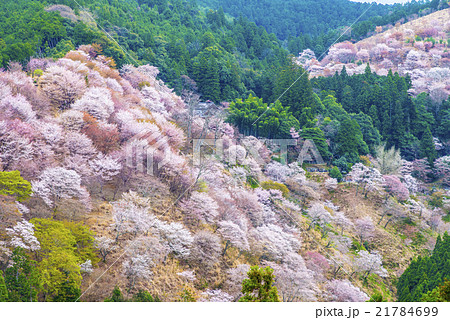 一目千本桜 一目千本桜 21784699