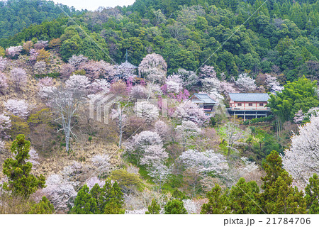 一目千本桜 21784706