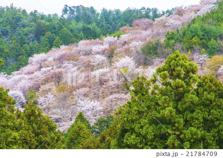 一目千本桜 21784709