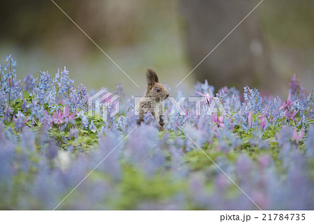 早春の森 早春の森 21784735