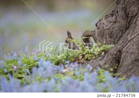 早春の森 21784736