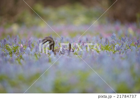 早春の森 21784737