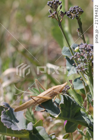 クビギリス(褐色型)・オス13 クビギリス(褐色型)・オス13 21784822