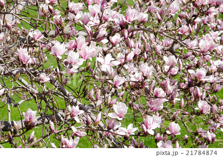 モクレンの花 モクレンの花 21784874