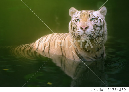 White tiger symbol of success White tiger symbol of success 21784879