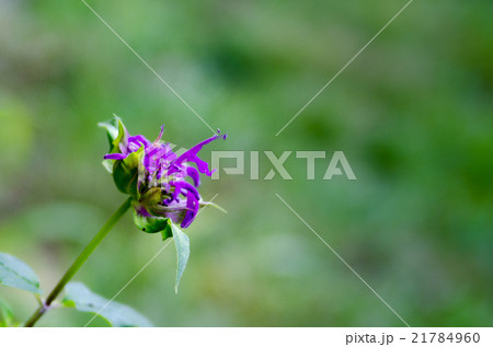 モナルダ　ベルガモット 21784960