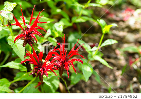 モナルダ　ベルガモット 21784962