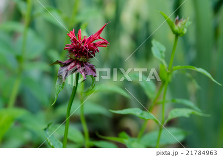 モナルダ　ベルガモット 21784963