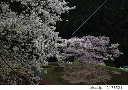 諸木野の桜 21785214