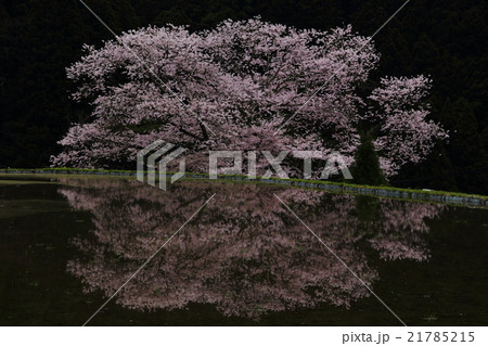 諸木野の桜 21785215