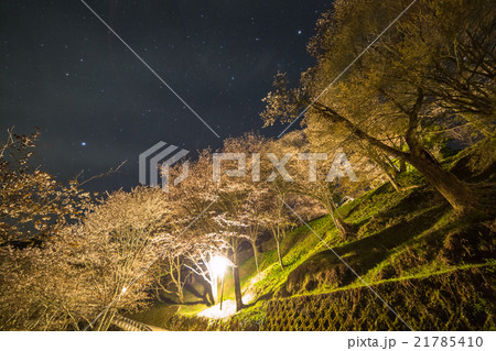 吉野桜 上千本の星空 吉野桜 上千本の星空 21785410