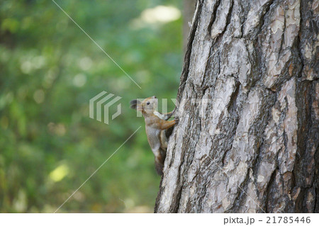 エゾリスの森 21785446