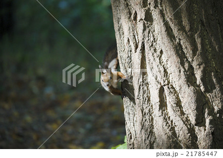 エゾリスの森 21785447