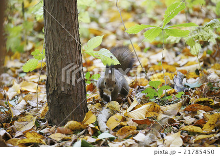 エゾリスの森 21785450