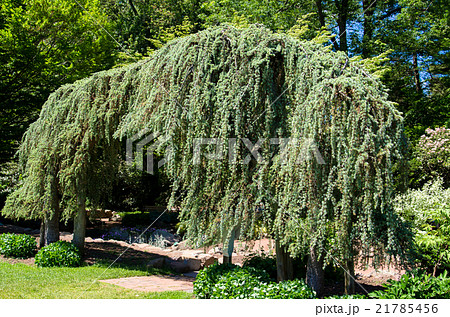 枝垂れタイプのヨーロッパトウヒ Picea Abies Pendula の写真素材