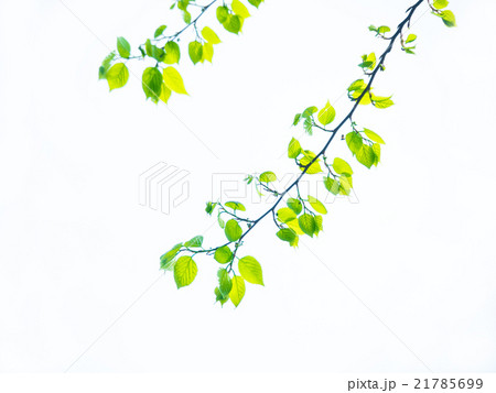 ムクノキの新緑 21785699