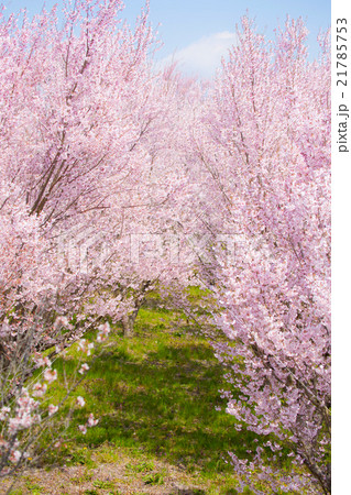 桜 21785753