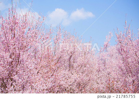桜 桜 21785755