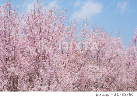 桜 桜 21785760