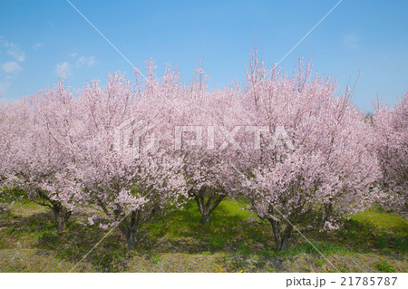 桜 21785787