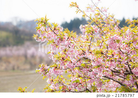 桜 21785797