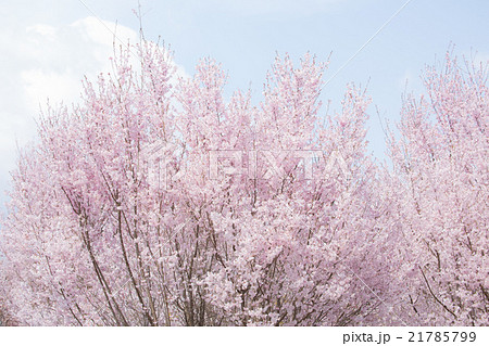 桜 桜 21785799