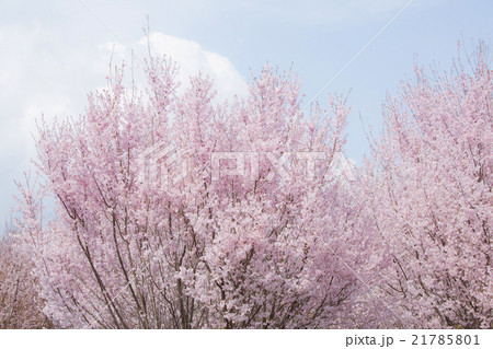 桜 21785801