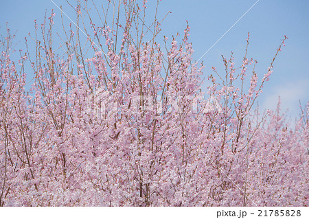 桜 桜 21785828