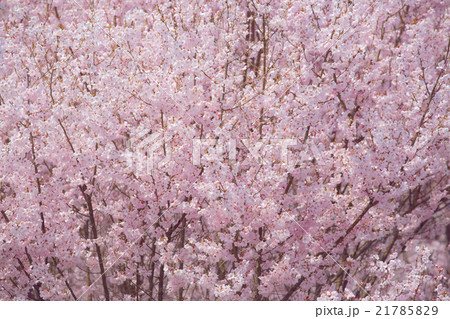 桜 桜 21785829
