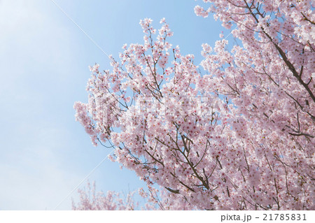 桜 桜 21785831