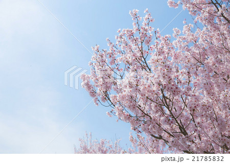 桜 桜 21785832