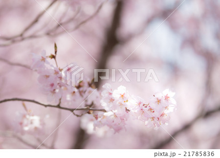 桜 桜 21785836