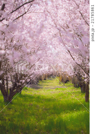 桜 cherry 桜 cherry 21785861