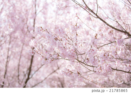 桜　cherry 21785865