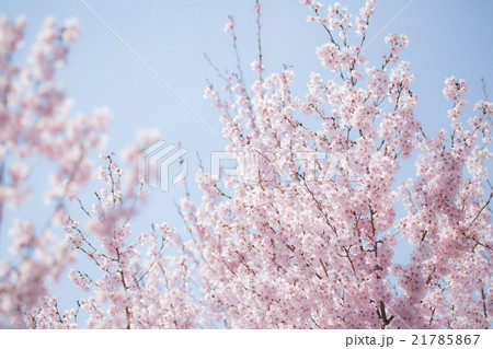 桜 cherry 桜 cherry 21785867