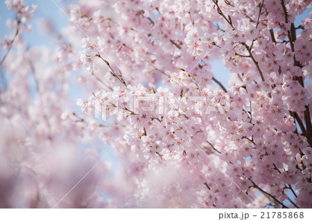 桜　cherry 21785868