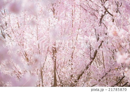 桜 cherry 桜 cherry 21785870