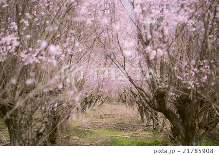 桜　cherry 21785908