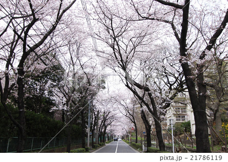 西用賀通りの桜並木 21786119