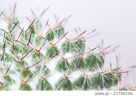Macro of cactus 21786208