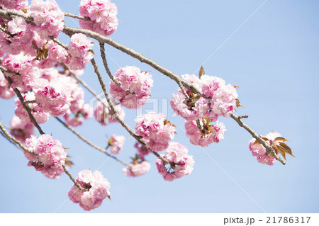 青空と桜3 21786317