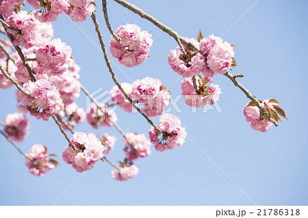 青空と桜4 21786318