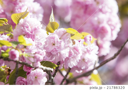 桜　松月 21786320