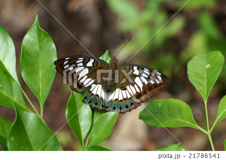 Euthalia adonia pinwilli female 21786541