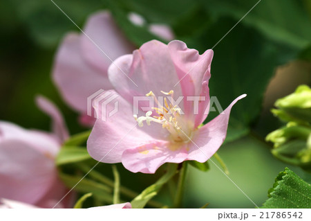 Pink Dombeya flower. 21786542