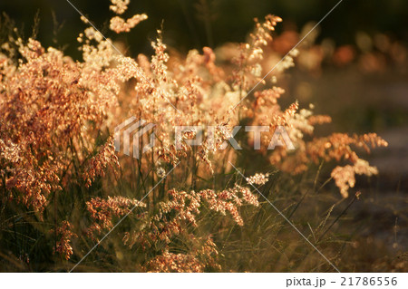 wild grass in sunset counterlight at country road. 21786556