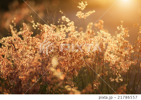 wild grass in sunset counterlight at country road. 21786557