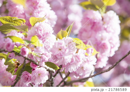 桜　ショウゲツ 21786589