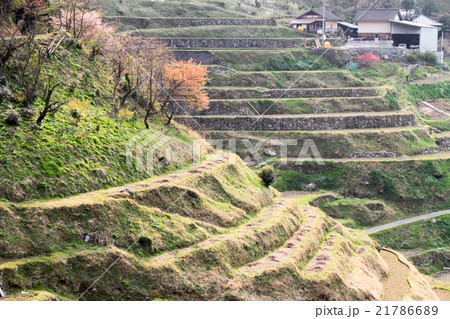 春の泉谷棚田 21786689
