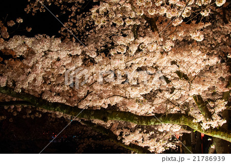 夜桜風景 21786939